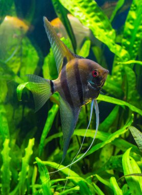 Zebra angelfish pterophyllum scalare akvaryum 