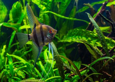Zebra angelfish pterophyllum scalare akvaryum 