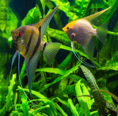 Zebra angelfish pterophyllum scalare akvaryum 