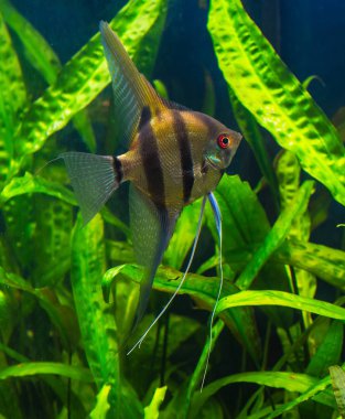 Zebra angelfish pterophyllum scalare akvaryum 