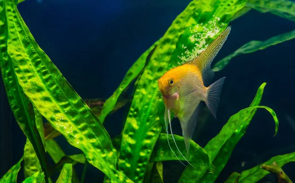 Ein grün schön bepflanztes tropisches Süßwasseraquarium mit Fischen — Stockfoto