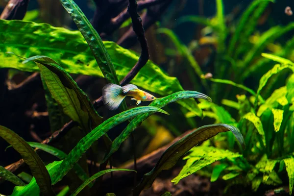 Un bellissimo acquario verde di acqua dolce tropicale piantato con pesci — Foto Stock