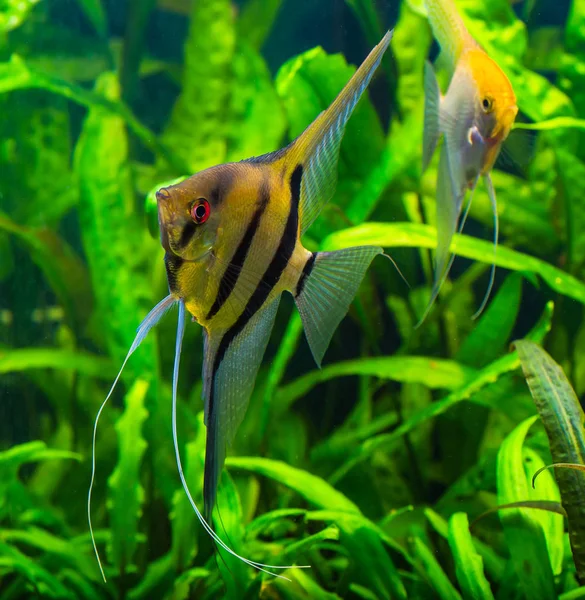 Pez ángel cebra pterophyllum scalare acuario —  Fotos de Stock