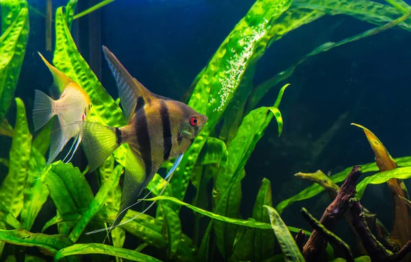 Zebra angelfish pterophyllum scalare aquarium — Stockfoto
