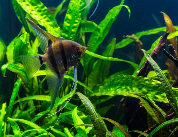 Pez ángel cebra pterophyllum scalare acuario — Foto de Stock