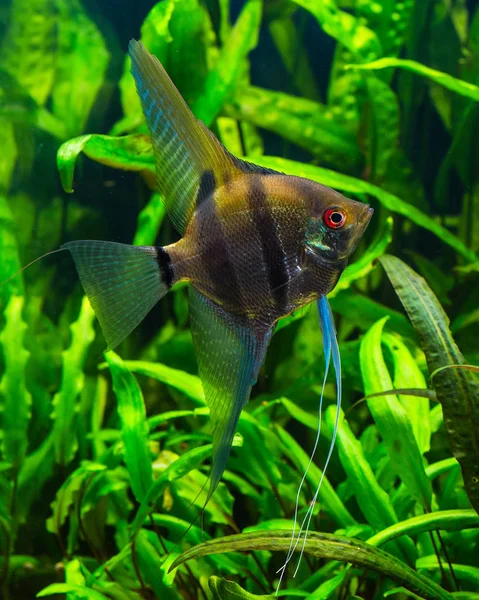 얼룩말 엔젤 pterophyllum scalare 수족관 — 스톡 사진