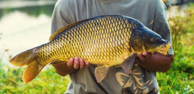Sazan ve balıkçı, sazan balıkçılık kupa.