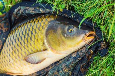 Sazan ve balıkçı, sazan balıkçılık kupa.
