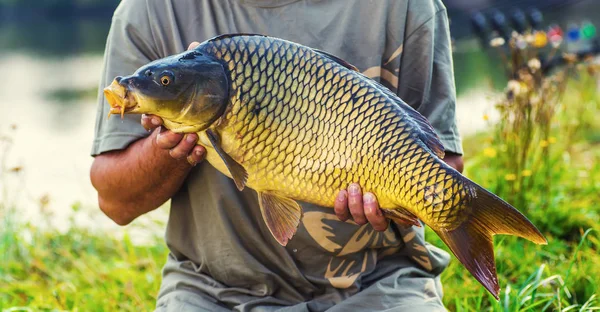 Sazan ve balıkçı, sazan balıkçılık kupa.