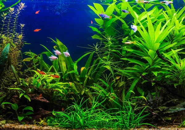 Halak édesvízi akvárium, gyönyörű zöld ültetett tropica — Stock Fotó