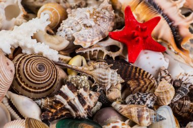 Deniz kabuğu arka planı, yığınla farklı deniz kabuğu.