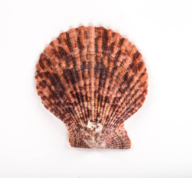 Deniz kabuğu arka planı, yığınla farklı deniz kabuğu.