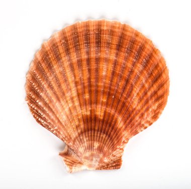 Deniz kabuğu arka planı, yığınla farklı deniz kabuğu.