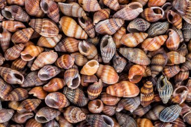 Deniz yıldızı, kabukları ve taşlar