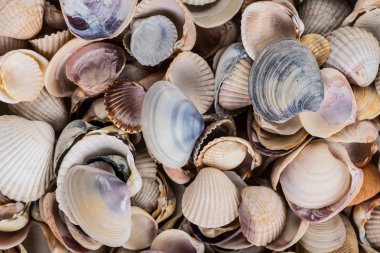 çeşitli deniz kabukları ile büyük scallo - panoramik - plaj