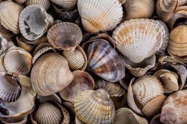 Deniz yıldızı, kabukları ve taşlar