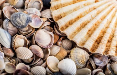 Deniz yıldızı, kabukları ve taşlar