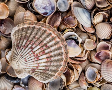 Deniz yıldızı, kabukları ve taşlar