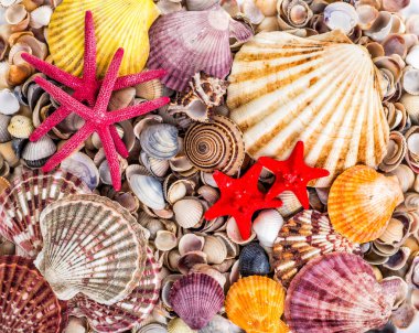 Sea Shells Seashells! - variety of sea shells from beach - panor clipart