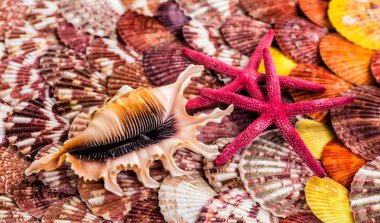 Deniz yıldızı, kabukları ve taşlar