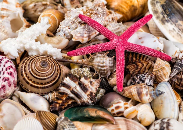 Estrella de mar, conchas y piedras — Foto de Stock