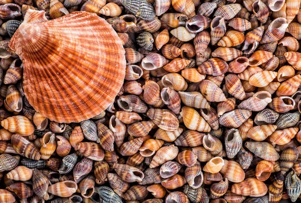 Морские звезды, ракушки и камни — стоковое фото