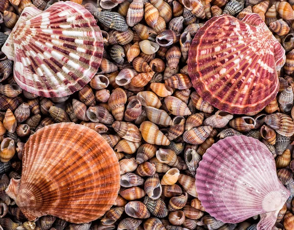 Starfish, seashells and stones — Stock Photo, Image