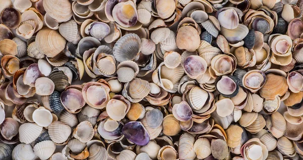 Muschelhintergrund, viele verschiedene Muscheln aneinandergereiht — Stockfoto