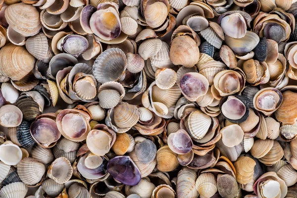 Seesterne, Muscheln und Steine — Stockfoto