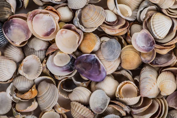 Muschelhintergrund, viele verschiedene Muscheln aneinandergereiht — Stockfoto