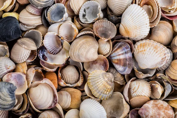 Seesterne, Muscheln und Steine — Stockfoto