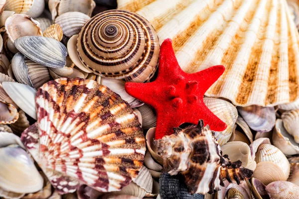 Sea Shells Seashells! - variety of sea shells from beach - panor