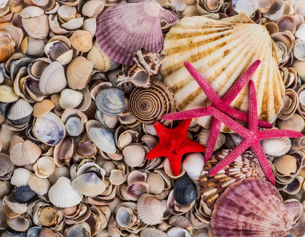 Fondo de concha marina, un montón de conchas marinas diferentes apilados juntos — Foto de Stock