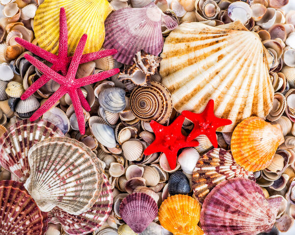 Sea Shells Seashells! - variety of sea shells from beach - panor