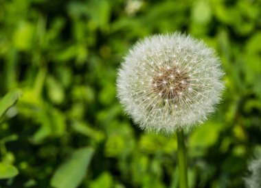 Dandelions çayırda. Parlak çiçek dandelions adam üzerinde