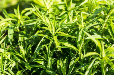 Arka plan doku esrar bitki kapalı esrar çiftliğinde w