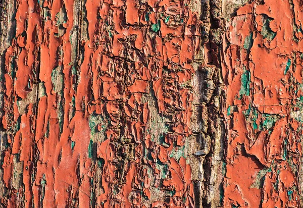 Paint of tree bark wood texture background. — Stock Photo, Image