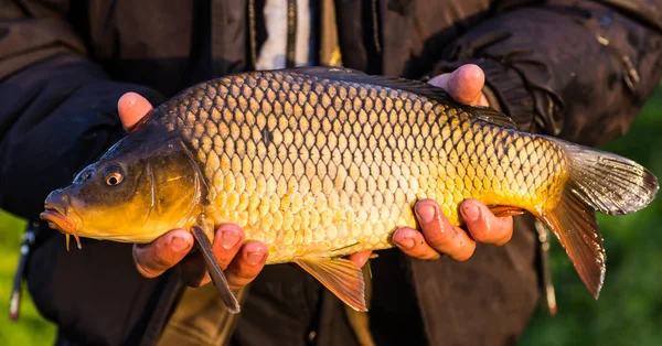 Glücklicher Angler mit Karpfenangeltrophäe — Stockfoto