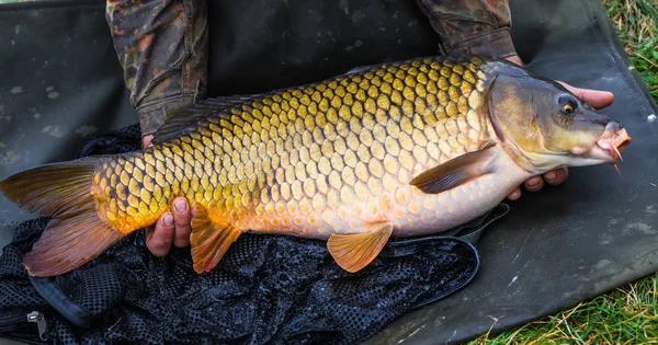 Releasing a big mirror carp — Stock Photo, Image