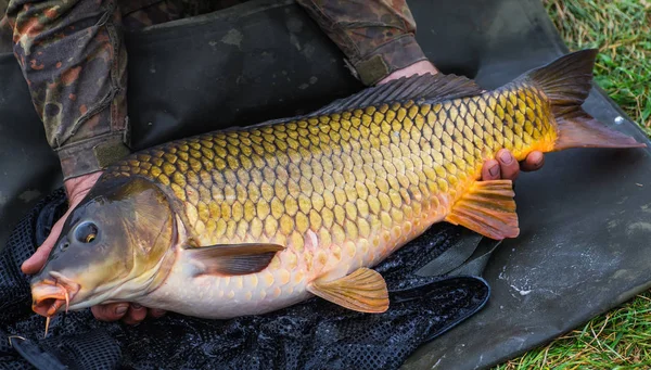 Büyük ayna sazan serbest
