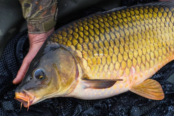 Släppa en stor spegel karp — Stockfoto