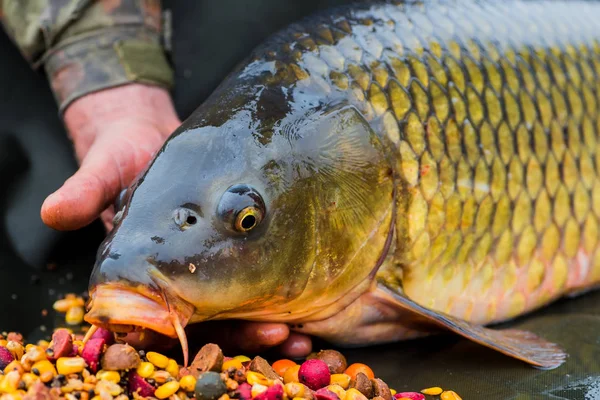 Releasing a big mirror carp