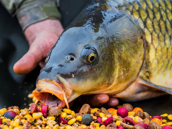 Freilassen eines großen Spiegelkarpfen — Stockfoto