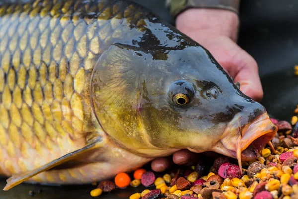 Freilassen eines großen Spiegelkarpfen — Stockfoto