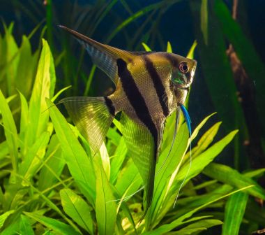 Zebra angelfish pterophyllum scalare akvaryum 