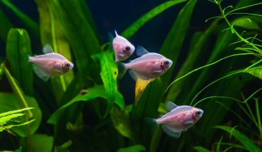 güzel bir yeşil tropikal tatlı su akvaryum balık ile ekili