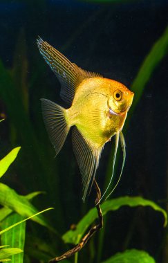 güzel bir yeşil tropikal tatlı su akvaryum balık ile ekili