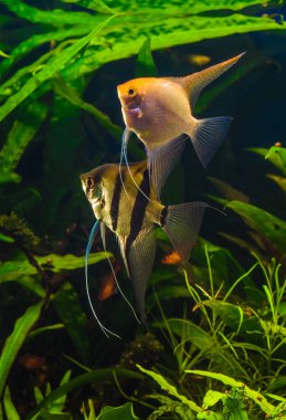 Zebra angelfish pterophyllum scalare akvaryum 