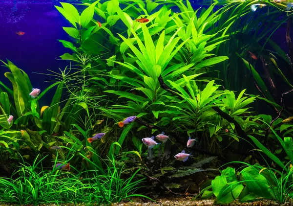 A green beautiful planted tropical freshwater aquarium with fish — Stock Photo, Image