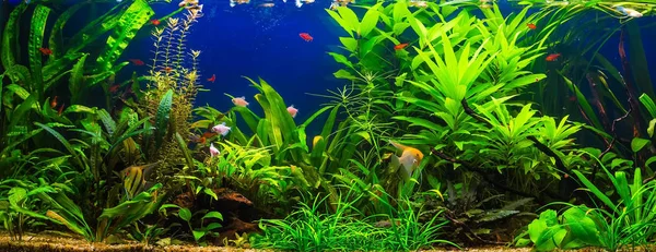 Un beau vert planté aquarium d'eau douce tropicale avec des poissons — Photo